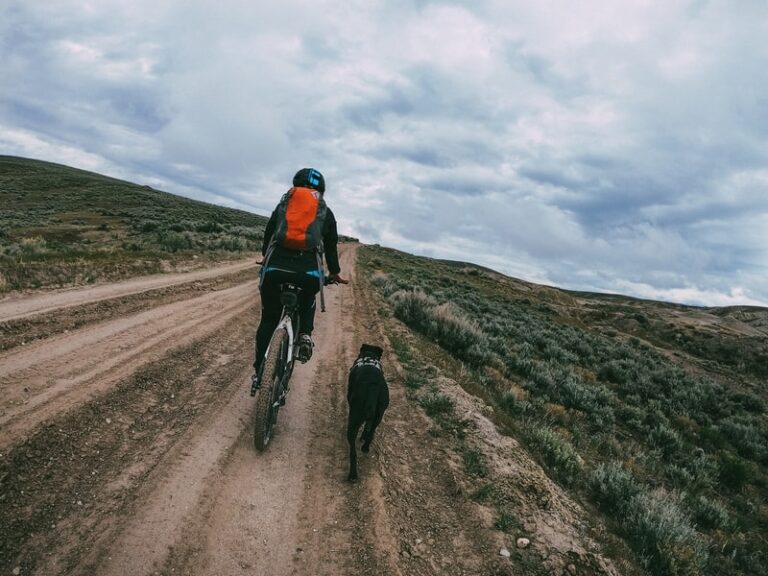 jazda z psem na rowerze